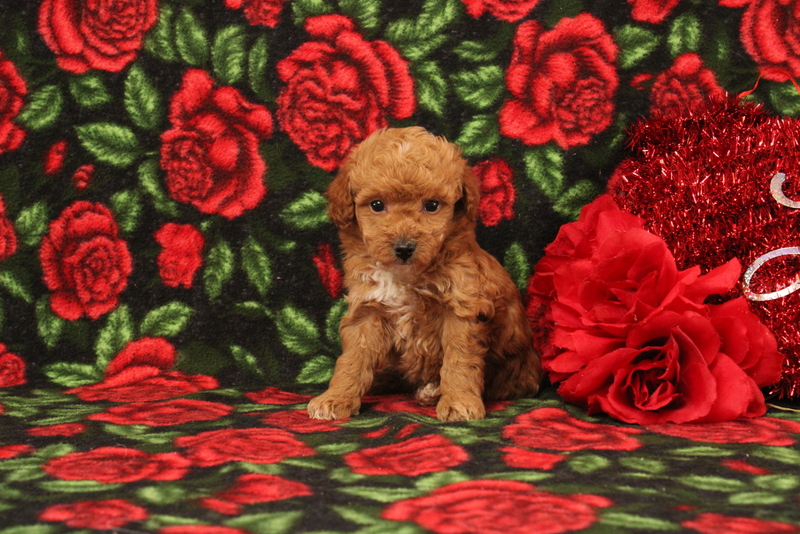 puppy, for, sale, Mini Poodle, Matthew B. Stoltzfus, dog, breeder, Gap, PA, dog-breeder, puppy-for-sale, forsale, nearby, find, puppyfind, locator, puppylocator, aca
